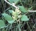 A liquorice plant