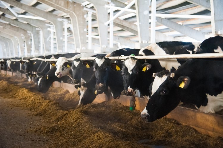 https://www.dairyreporter.com/var/wrbm_gb_food_pharma/storage/images/_aliases/wrbm_large/publications/food-beverage-nutrition/dairyreporter.com/article/2023/03/16/meet-smartbell-the-precision-agriculture-and-data-intelligence-firm-involved-in-a-ground-breaking-dairy-cow-research/16256464-1-eng-GB/Meet-Smartbell-the-precision-agriculture-and-data-intelligence-firm-involved-in-a-ground-breaking-dairy-cow-research.jpg