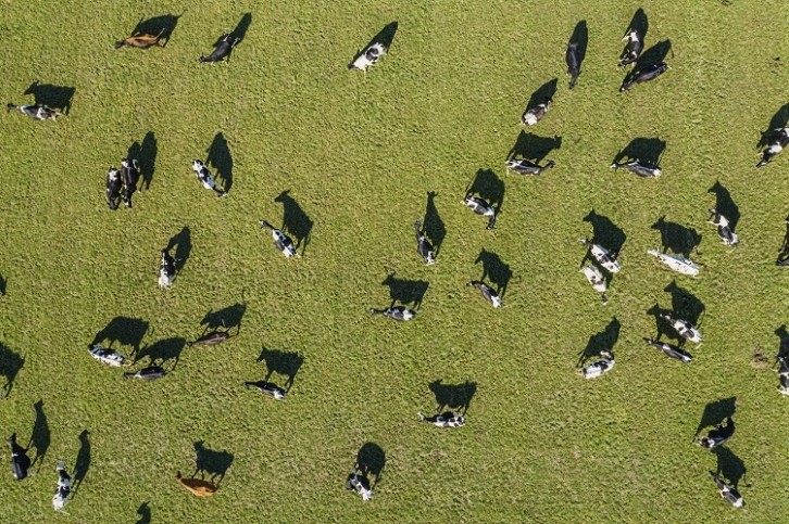 The dairy farm is the first farm certified B Corp in Europe. Image Source: Getty Images/Justin Paget