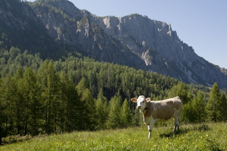 Dairy cows are indirectly linked to deforestation through feed consumption. Image Source: Getty Images/John Giustina