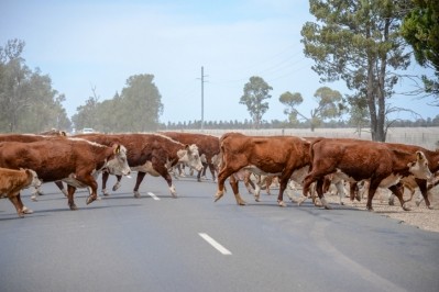 Australian company Bovotica is hoping its technology achieves up to 80% reduction in methane emissions in beef and dairy cows © GettyImages/Searsie