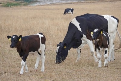 Dairy farmers need to improve silage storage capacity in order to be climate-resilient, according to Kite. Image: Getty/Wieland Teixeira