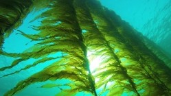 Sugar kelp (Saccharina latissima) Photo credit: Seaweed Solutions