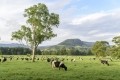 Holstein cattle dairy cow herd graze on farm pasture in Kangaroo Valley, New South Wales, Australia © GettyImages/JohnnyGrieg