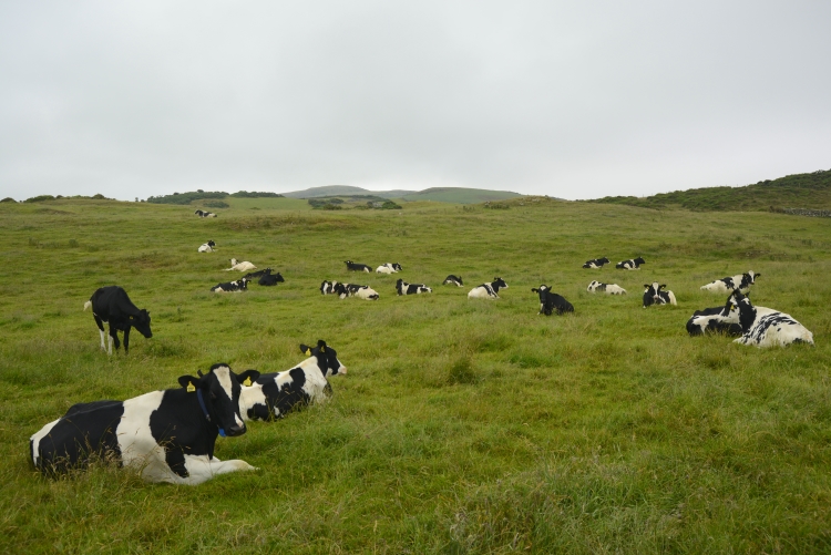 First Genomic Test for Jersey Cattle Launched by Zoetis