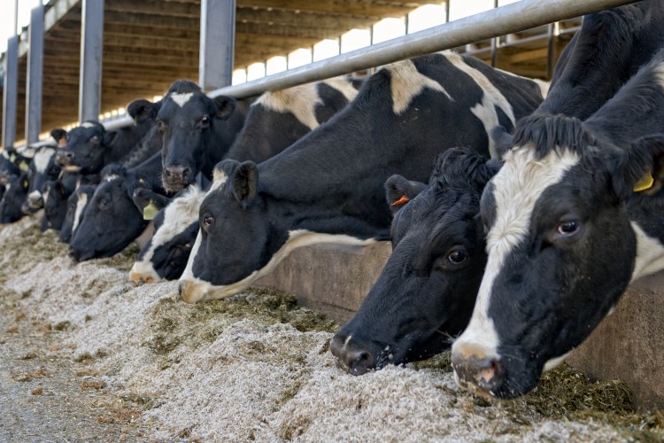 Dairy Farmers of America to deploy methane-suppressing feed additive ...